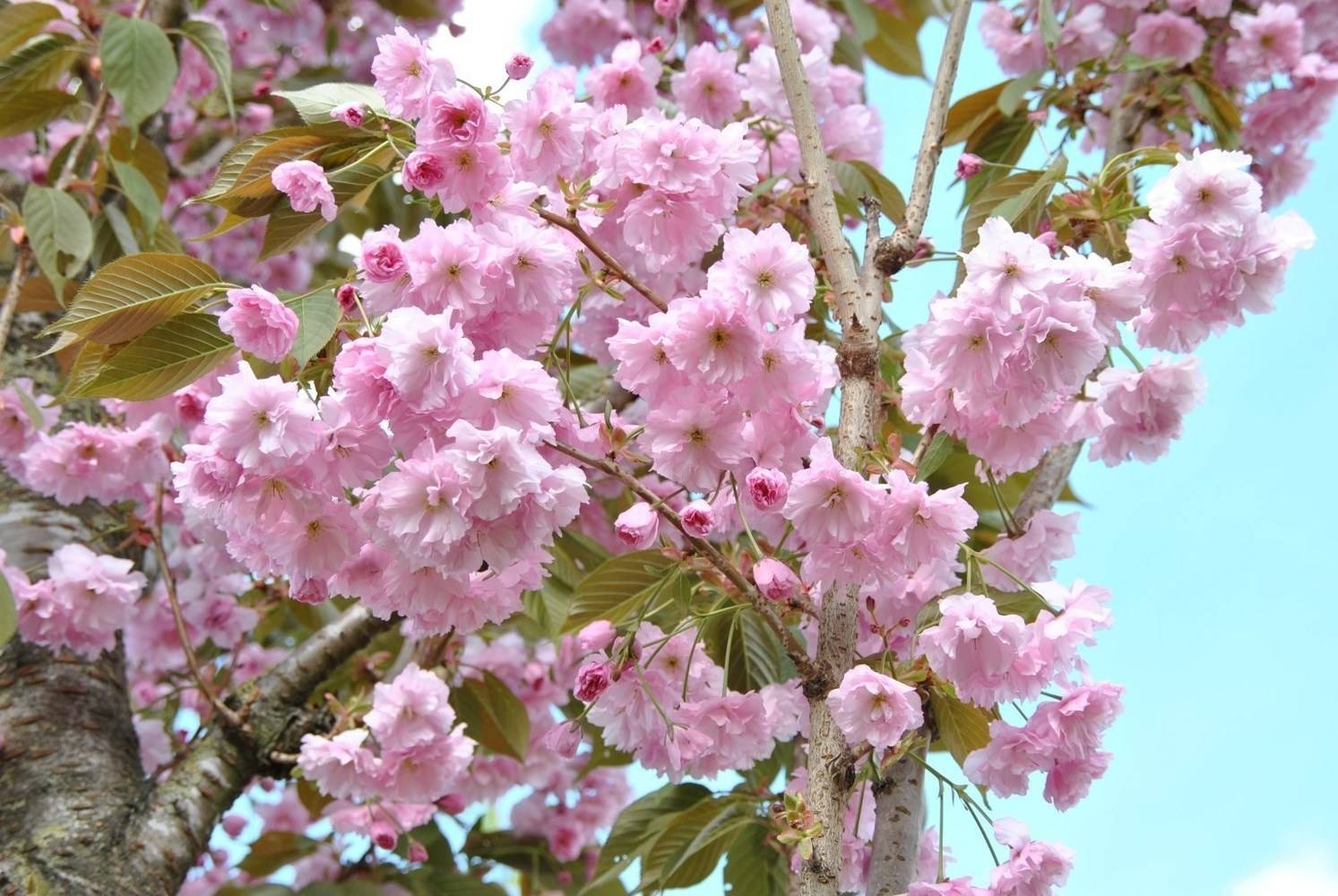 Мелкопильчатая вишня: выбор саженца, посадка, уход за растением и другие нюансы выращивания сакуры | огородники