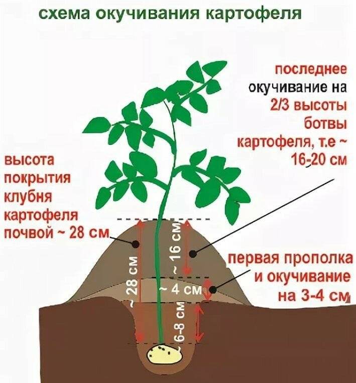 Схема посадки картофеля в открытом грунте расстояние между рядами и в ряду