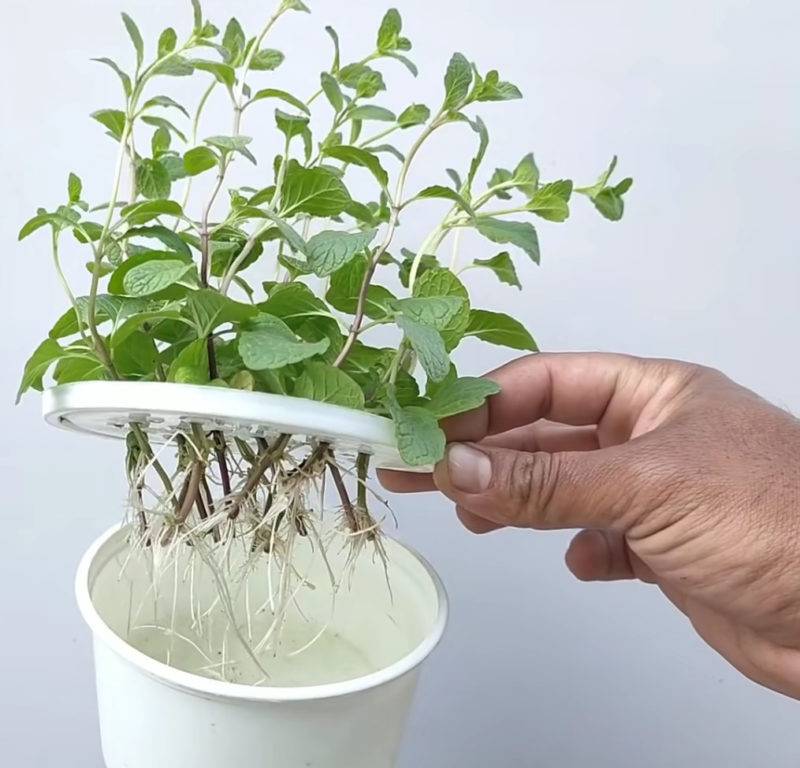 Что за растение комнатная мята и как ее использовать?