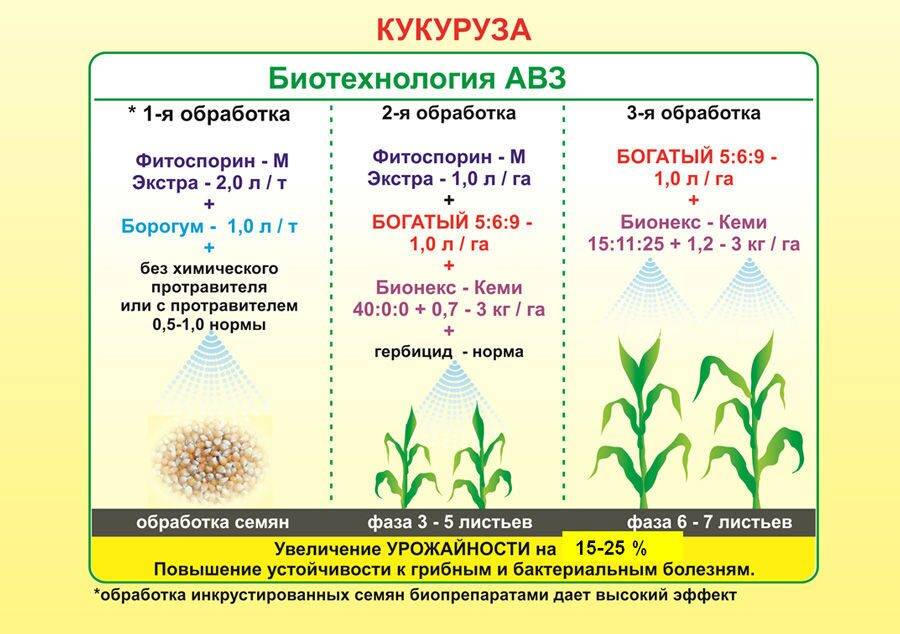 ✅ выращивание кукурузы: выбор сорта, посадка и уход в открытом грунте, технология, полезные советы