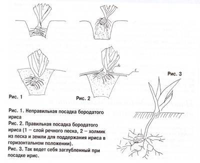 Посадка ирисов в грунт ирисы названия сортов с фото выращивание ирисов в открытом грунте