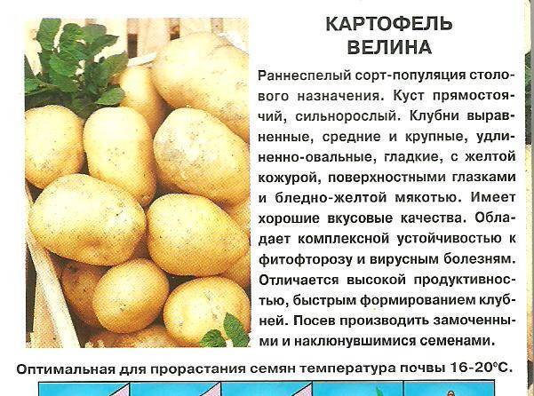 ᐉ сорт картофеля «славянка» – описание и фото - roza-zanoza.ru