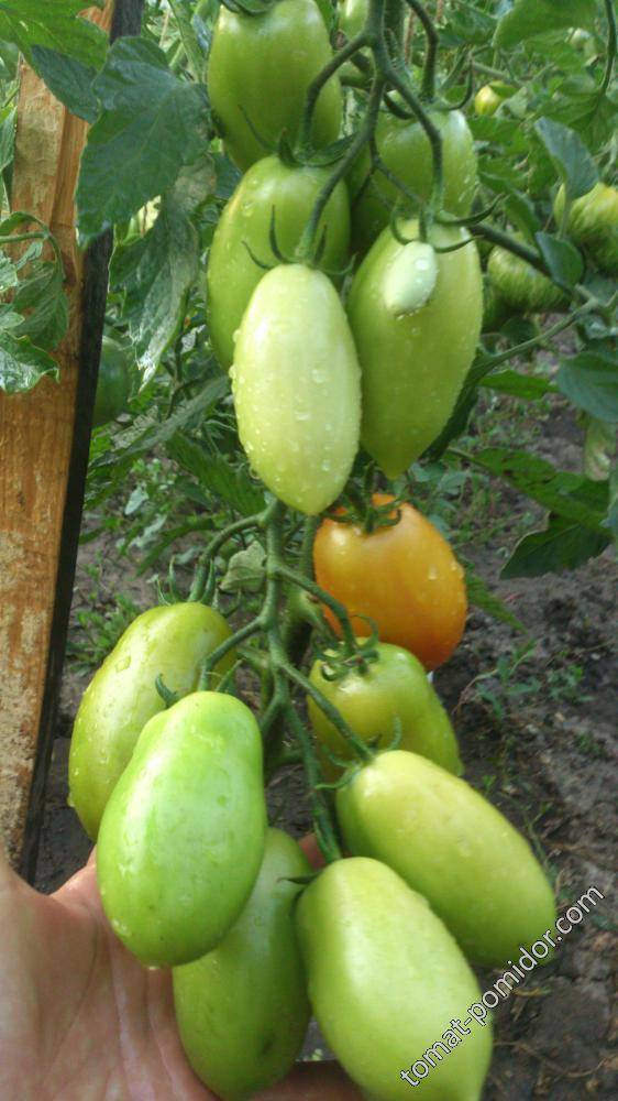 Описание томата сэр элиан и рекомендации по выращиванию гибрида