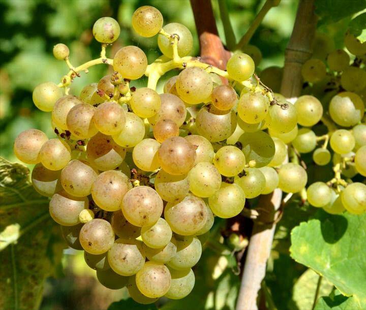 Характеристика винограда коринка русская