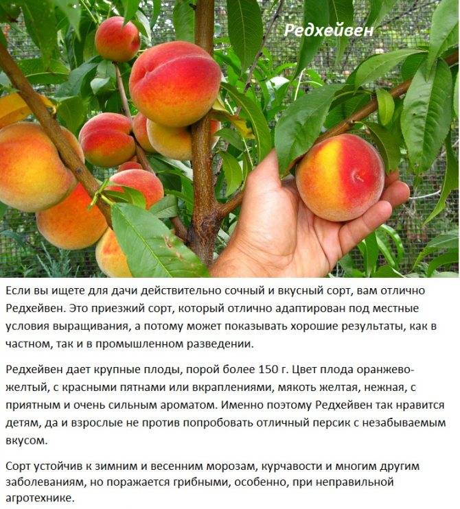 Лучшие сорта персиков с фото, названиями и описанием