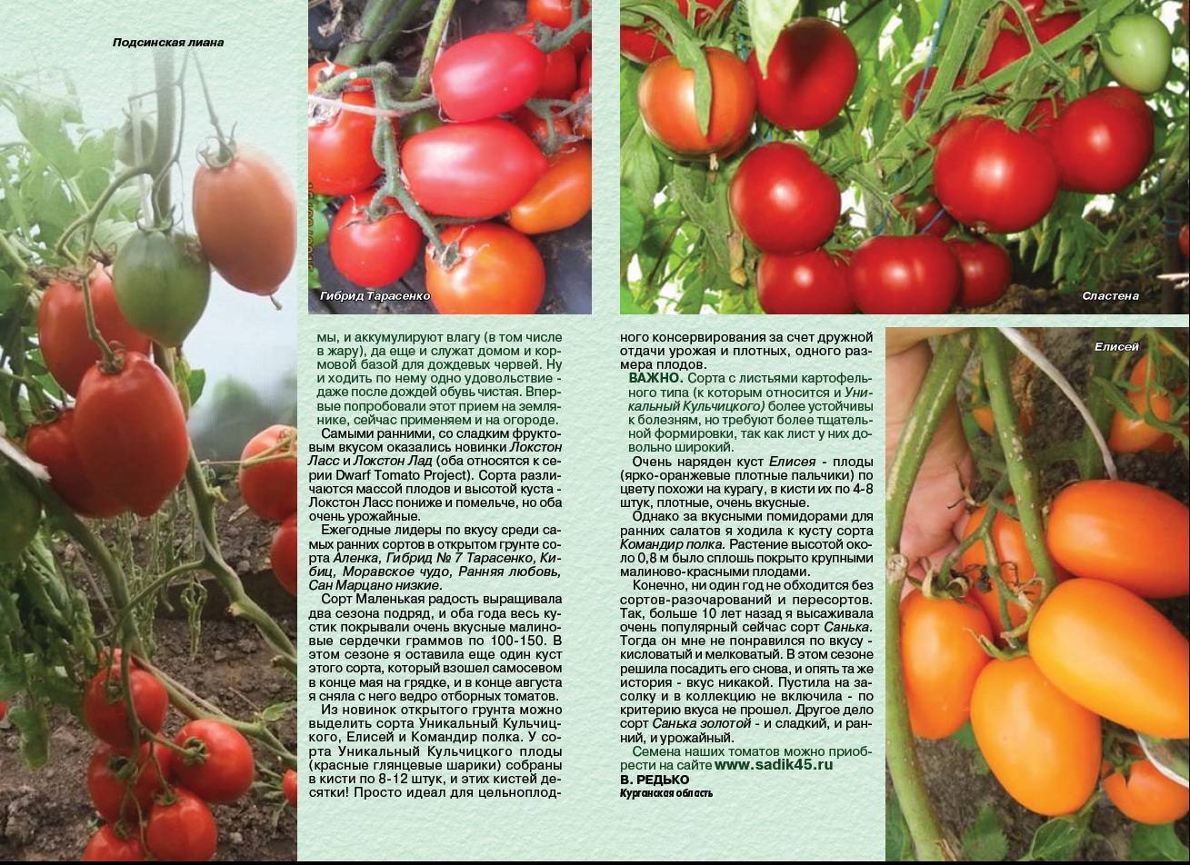 Томат подсинское чудо лиана характеристика и описание сорта урожайность с фото и видео
