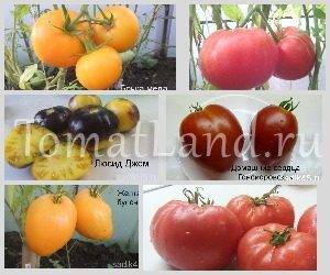 Каталог семян томатов валентины редько