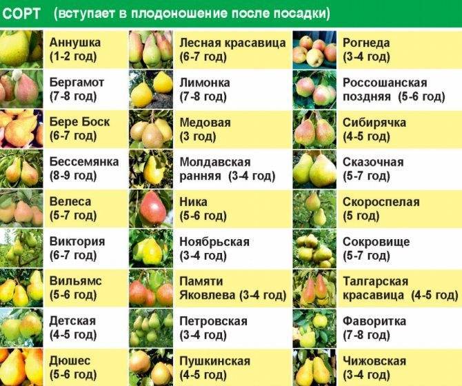 Отзывы и описание сорта белорусской поздней груши: фото образцов