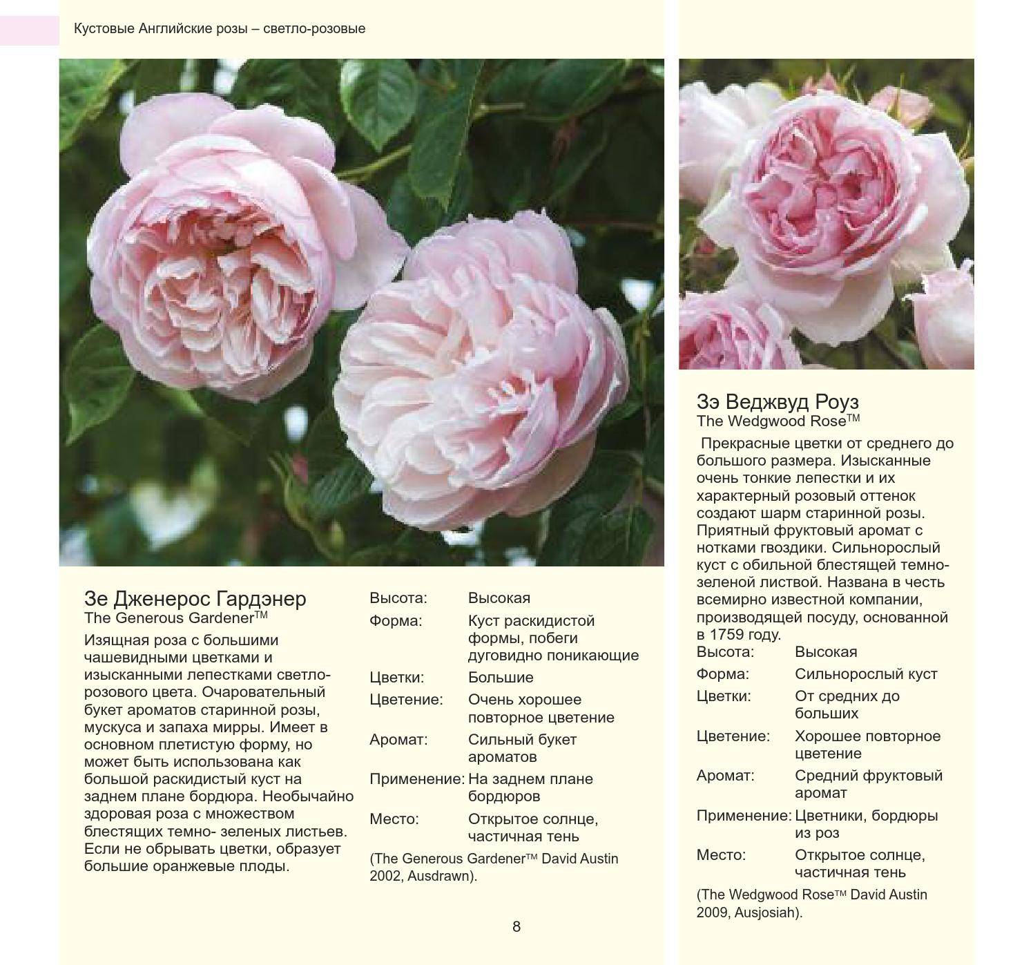 Английские розы – самый полный каталог сортов с описанием и фото