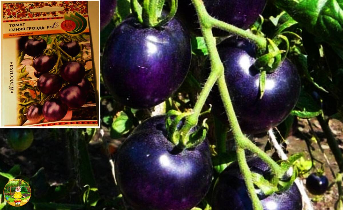 Томат синяя гроздь f1: отзывы, фото, характеристика и описание сорта, урожайность, достоинства и недостатки