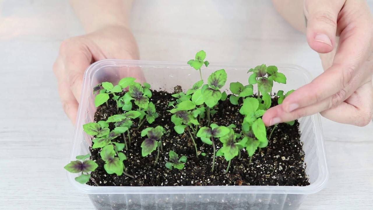 Топ 10 советов, как правильно посадить и вырастить базилик из семян в домашних условиях на рассаду