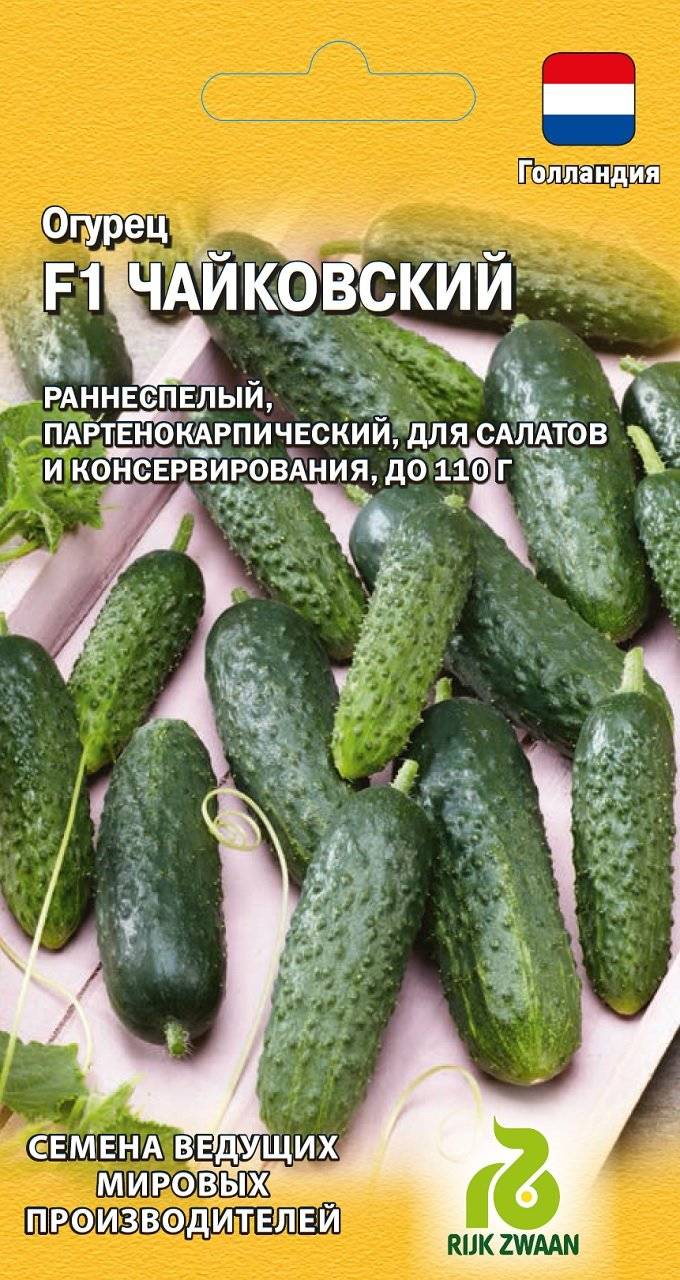 Сорт огурцов чайковский: описание, характеристика, выращивание и уход