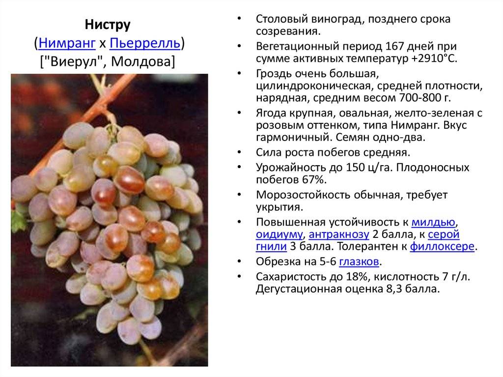ᐉ ливия - виноград - roza-zanoza.ru
