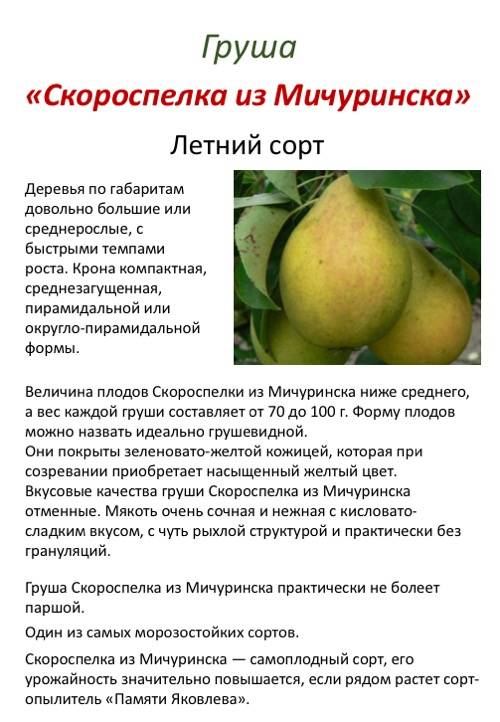 Сорта груш крымская медовая