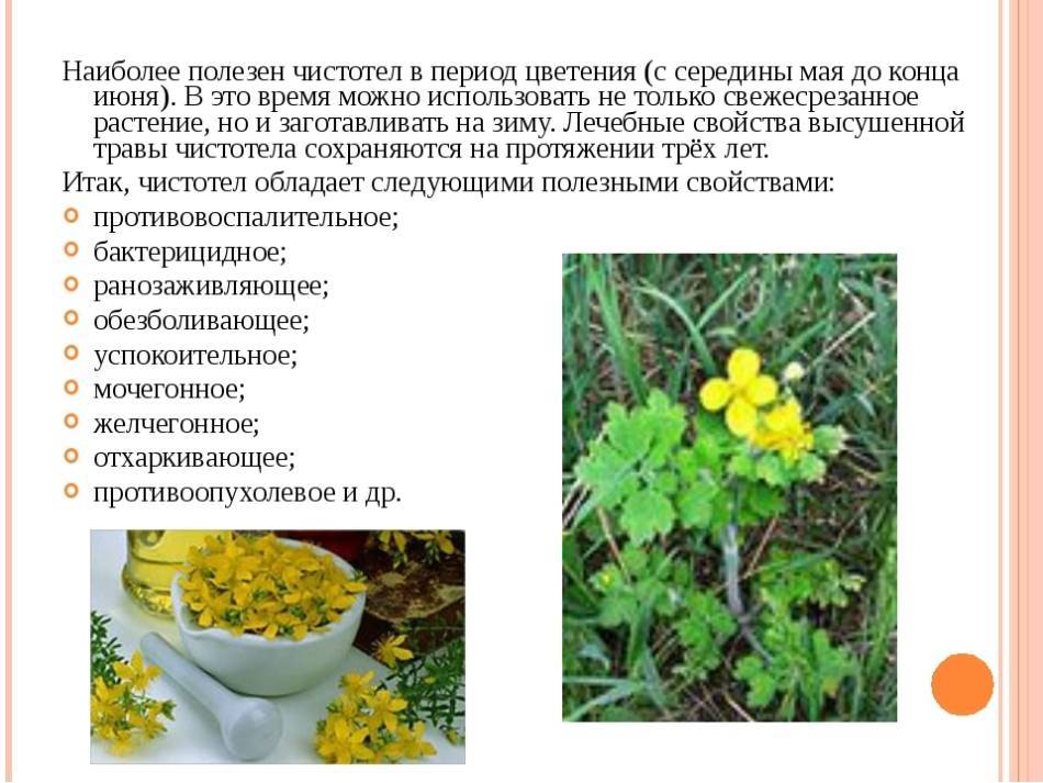 ✅ осот огородный полезные свойства - nlifegroup.ru