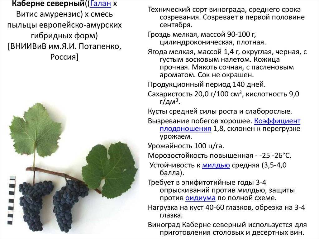 Виноград молдова: описание сорта и характеристики, посадка и уход, размножение