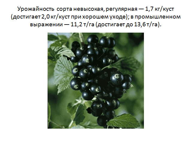 Чем отличаются сорта черной смородины селеченская и селеченская-2