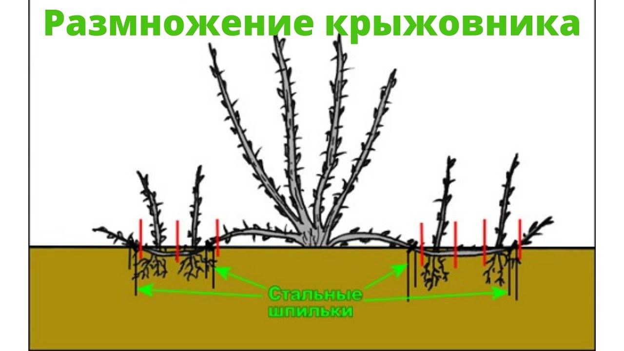 Размножение крыжовника: черенками, отводками и другими способами, осенью, весной и летом