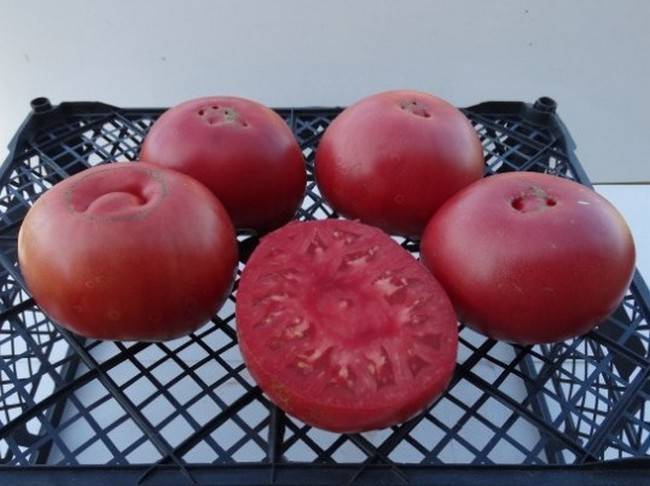 Секреты выращивания и ухода за томатами бийский розан — описание сорта и его характеристики