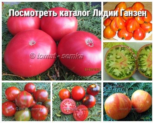 Семена томатов от коллекционеров на 2021 год: лучшие экзотические и редкие сорта от селекционеров
