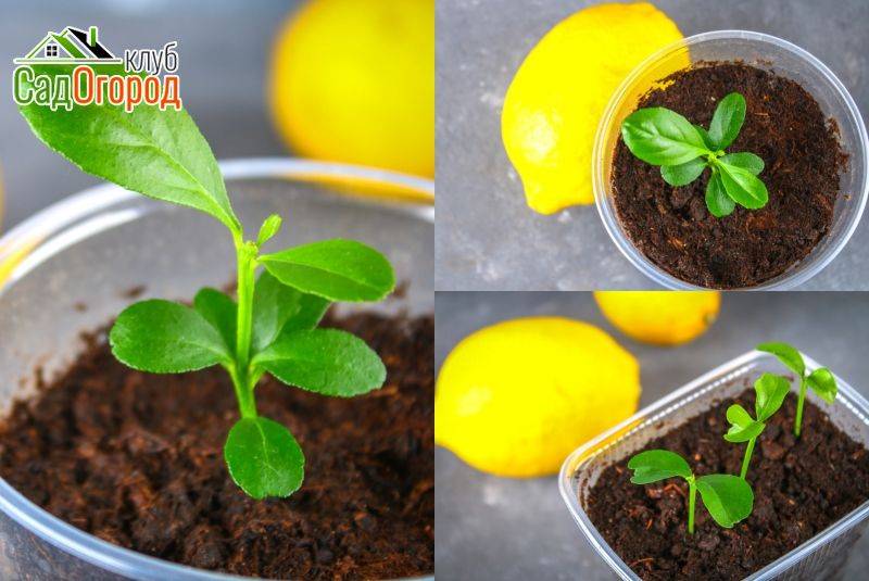Лимон - уход в домашних условиях. как вырастить и получить урожай.