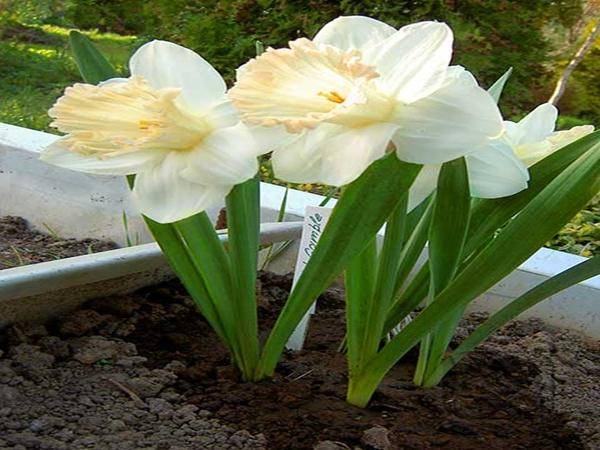 Нарцисс: фото цветов, как за ними ухаживать и когда цветут, виды