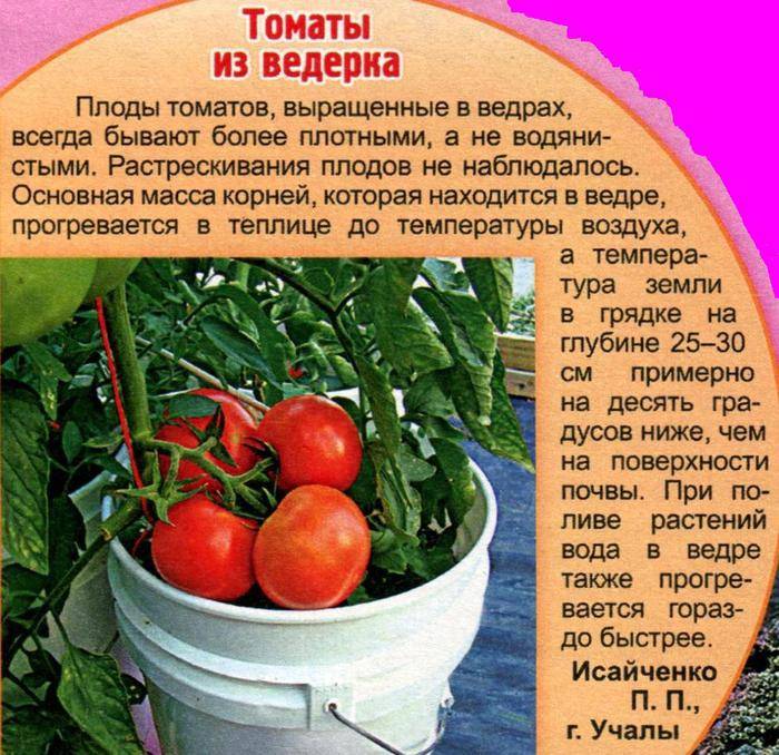 Выращивание помидоров в бочке: лучшие сорта, посадка и уход