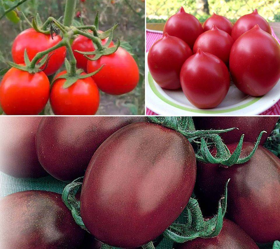 Отчёты сезонные по всем овощам 2018-20 годы - ленинградская область и санкт-петербург - tomat-pomidor.com - форум