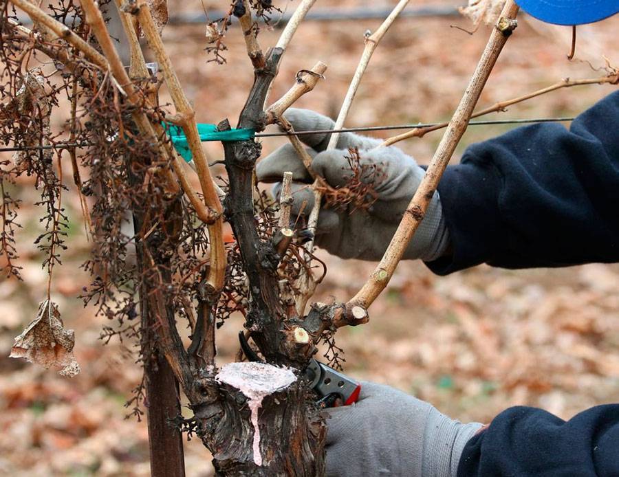 Как укрывать виноград на зиму