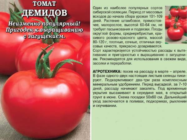 Описание и характеристики томатов сорта загадка, урожайность и выращивание