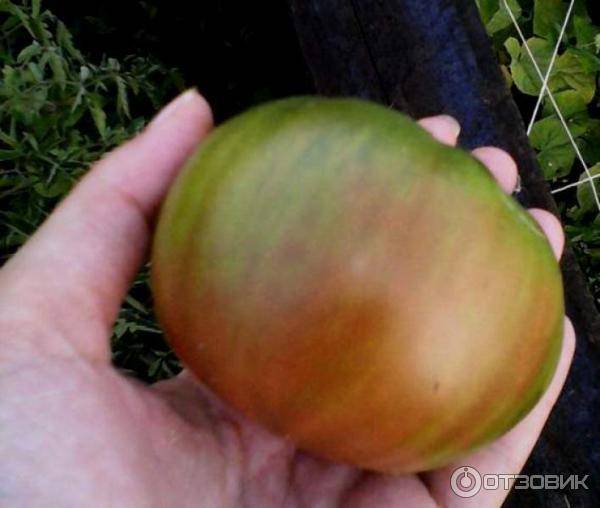 Томат поль робсон. крепкий и устойчивый сорт — томат поль робсон: полное описание помидоров и их характеристики
