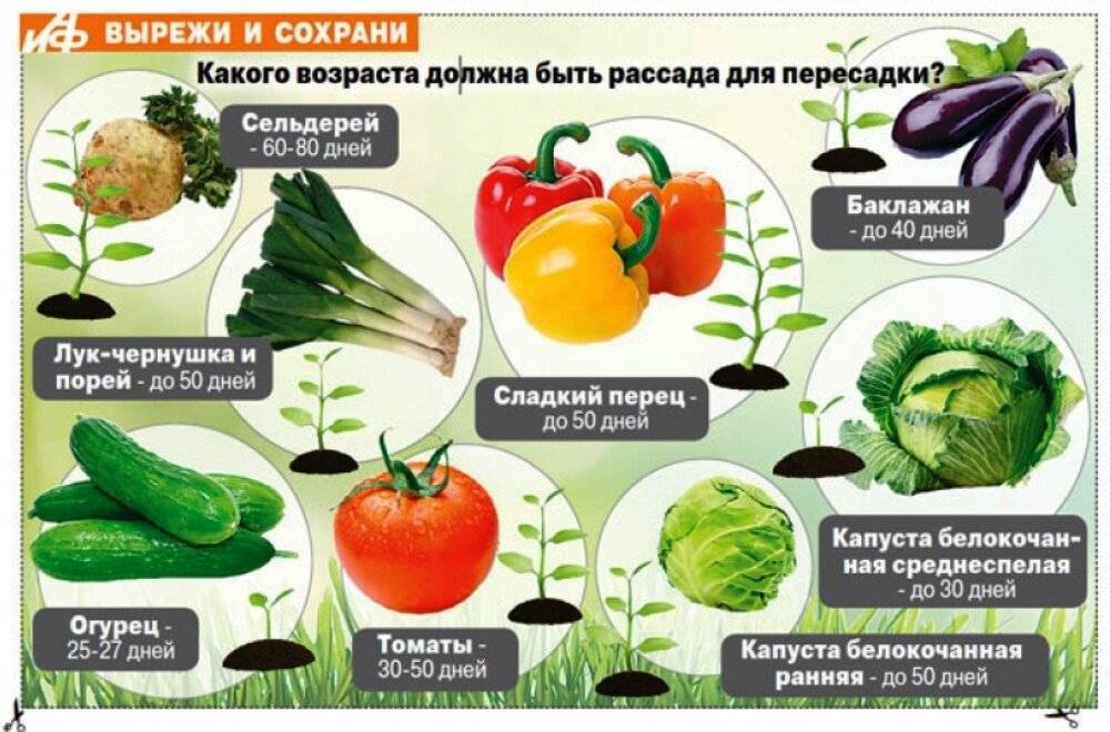 Совместимость с другими овощами: что можно посадить в теплице вместе с огурцами? с чем не ошибиться?