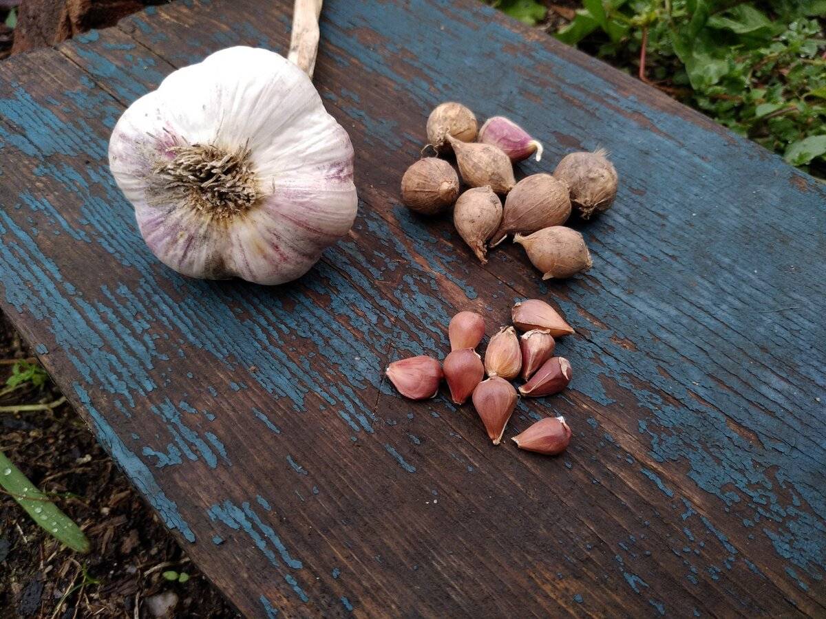 Хотите получить здоровый чеснок — посадите его осенью бульбочками! чистый материал, несложный уход и высокий урожай