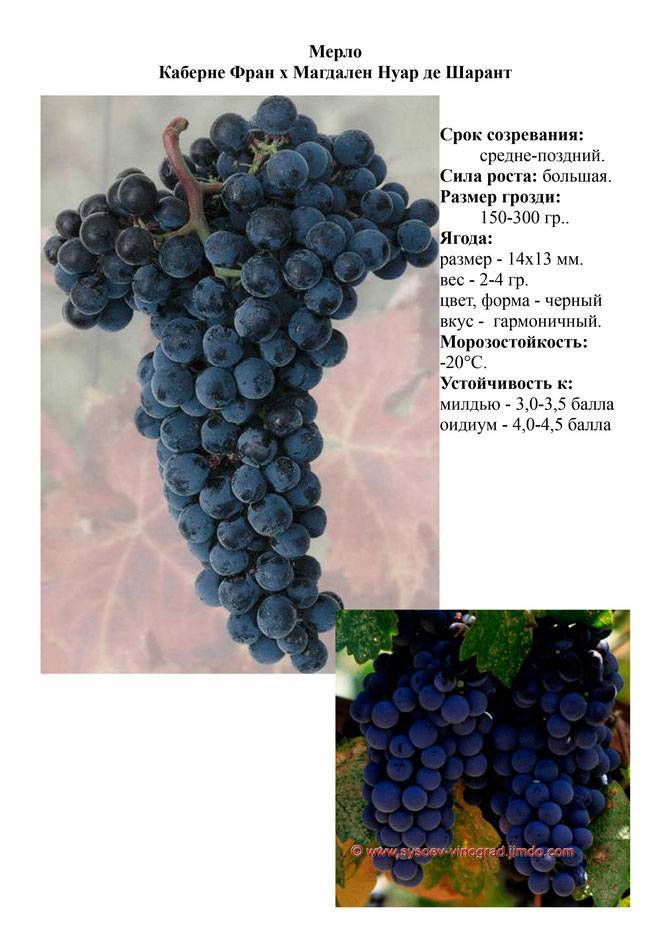 Вино гевюрцтраминер белое французское: сорт винограда, сухое, розовое, аромат, вкус, цвет, география
