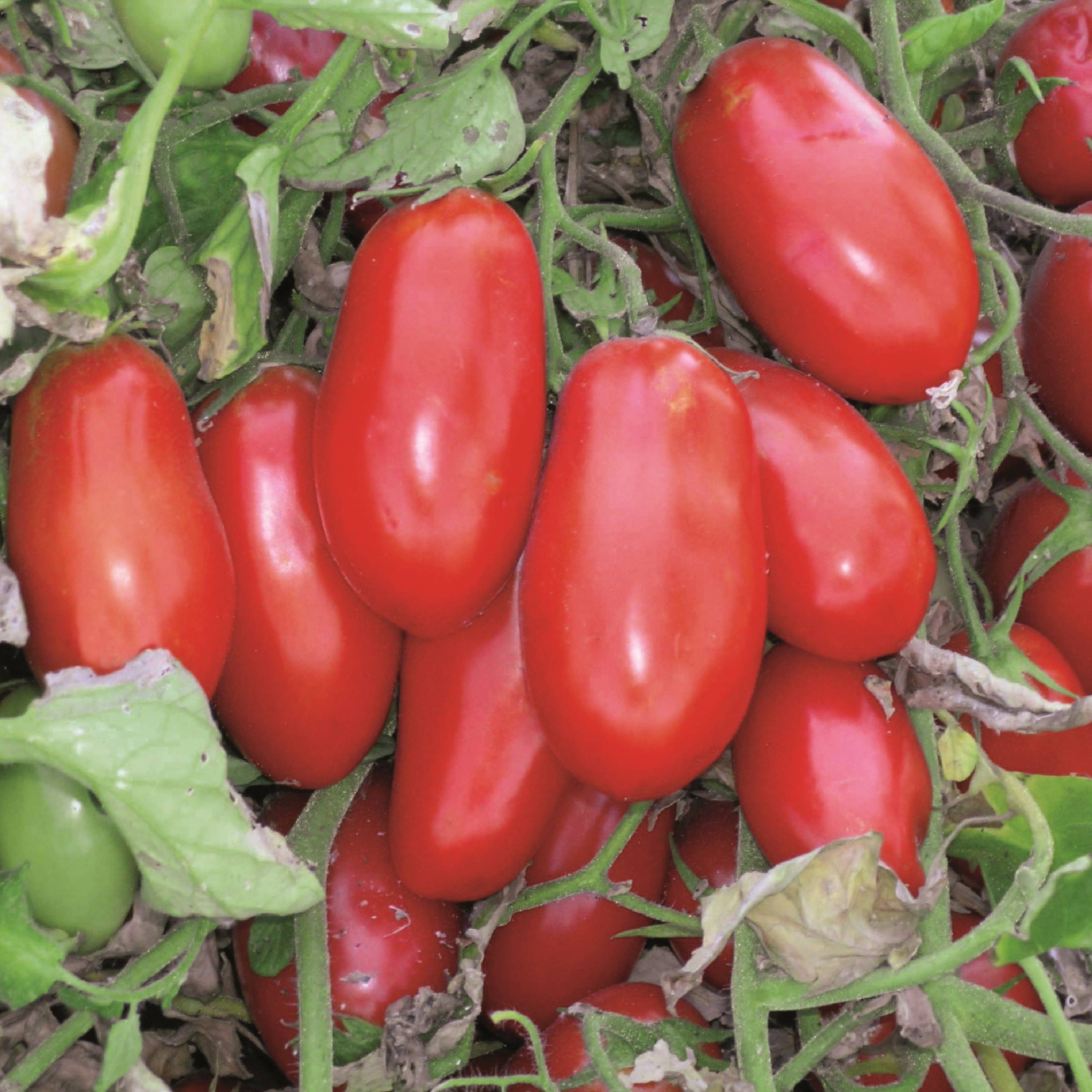 Описание и характеристики сорта томата сан-марцано - всё про сады