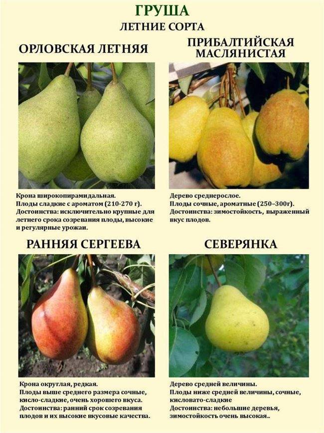 Груша белорусская поздняя: правила выращивания и секреты ухода