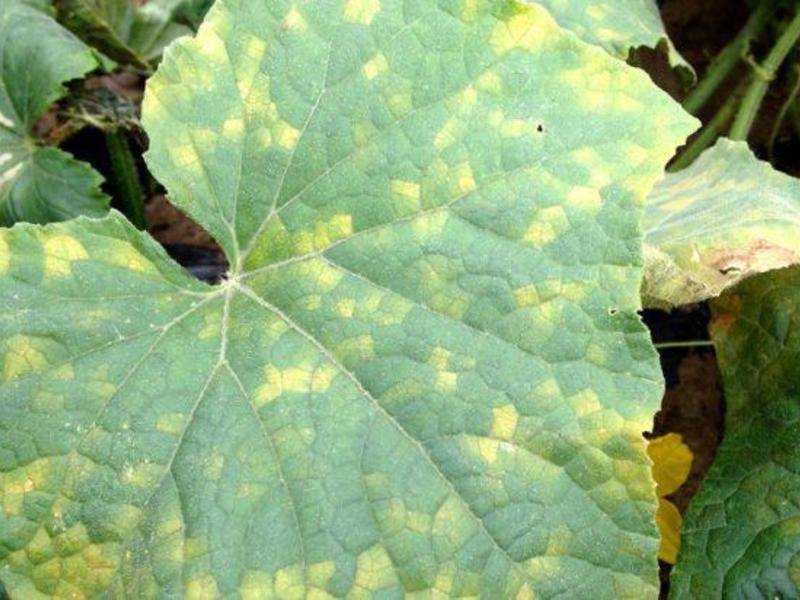 Мозаика на огурцах: лечение, что делать при появлении мозаичной болезни на листьях и плодах, как ее предотвратить