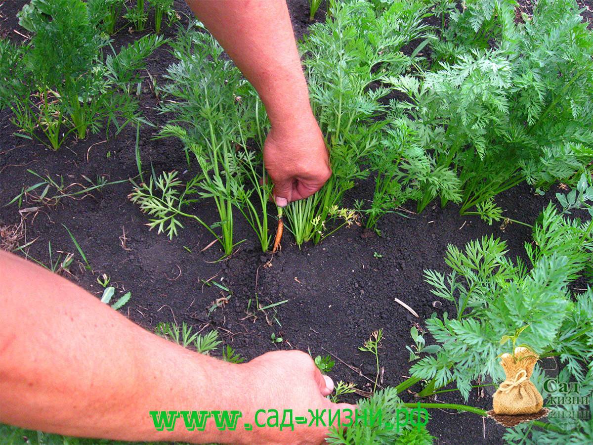 Как правильно прореживать морковь и свеклу: сроки, правила