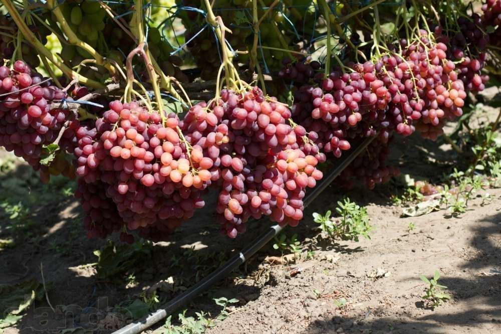 Всё о сорте винограда «анюта» от особенностей выращивания до фото и отзывов о нём