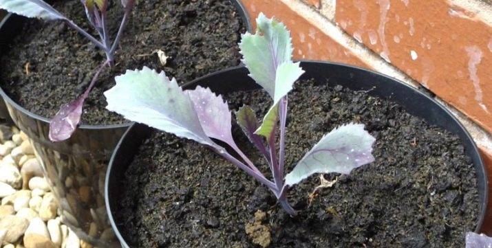 Почему у капусты фиолетовые листья: в чем причина, чего не хватает и что делать