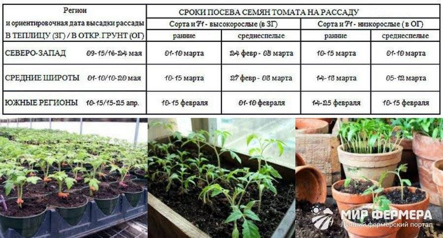 Как сажать и выращивать помидоры при этом не поливая их