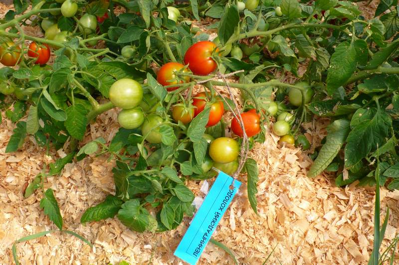 Описание сорта томата ленинградский скороспелый, его характеристика и урожайность