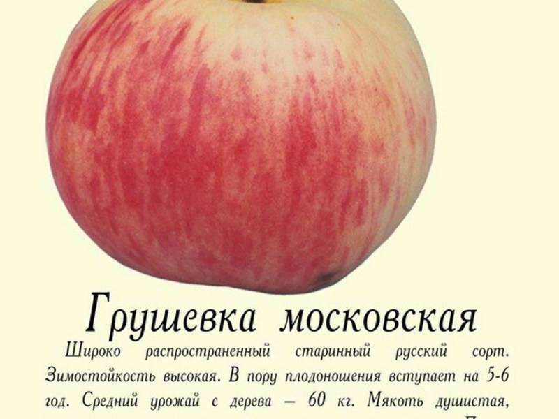 Яблоня «грушовка московская» (18 фото): описание раннего сорта яблок, посадка и уход в подмосковье, отзывы