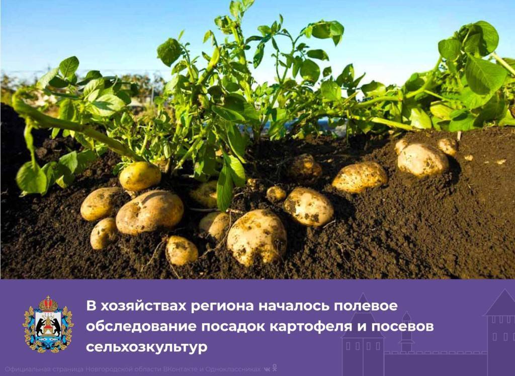 Польза и вред от молодой картошки, можно ли посадить второй раз и правила выращивания