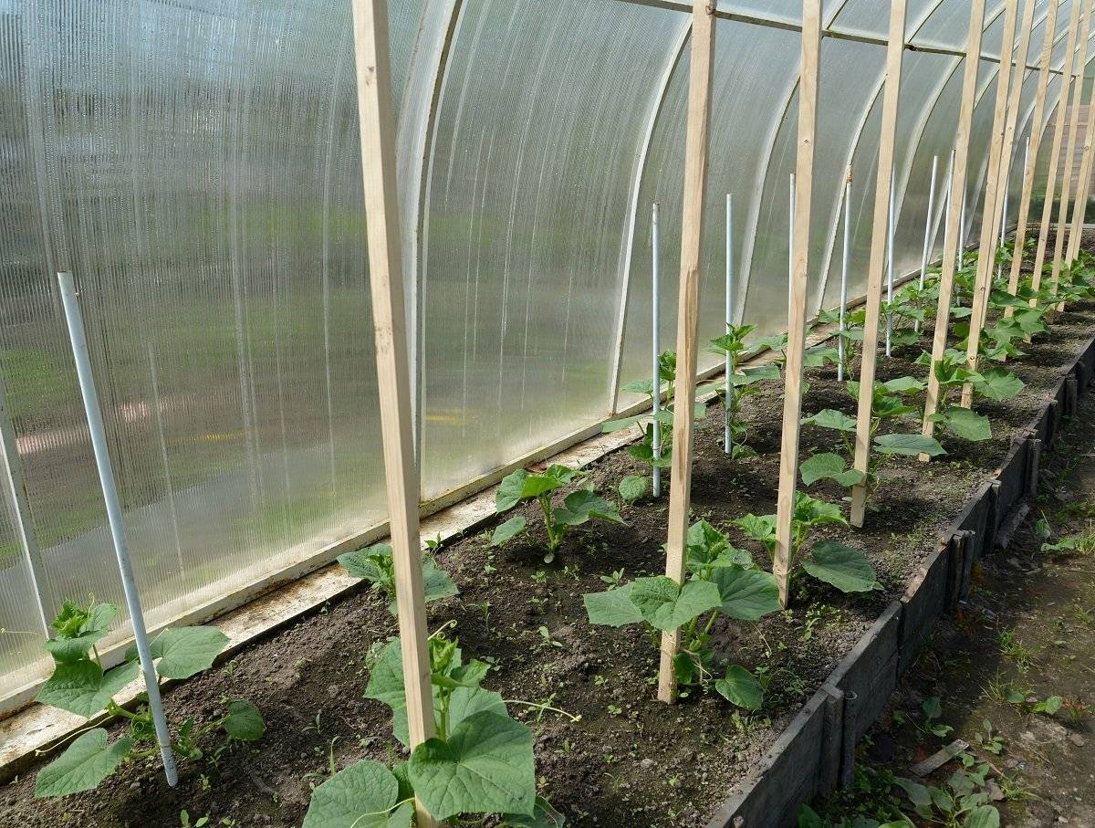 Уход за огурцами от посадки до урожая в теплице: как правильно выращивать осенью и летом в парнике из поликарбоната, схемы и секреты обработки