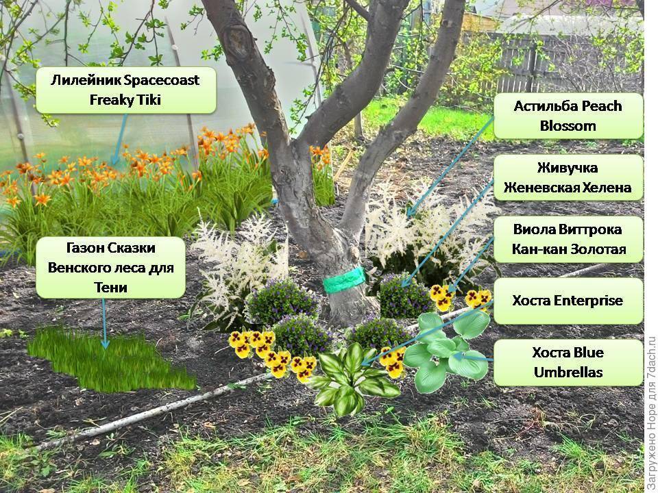 Что посадить под яблоней в саду: подходящие цветы и овощи