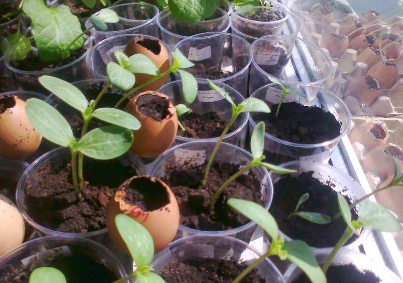 Технология выращивания арбуза огонек