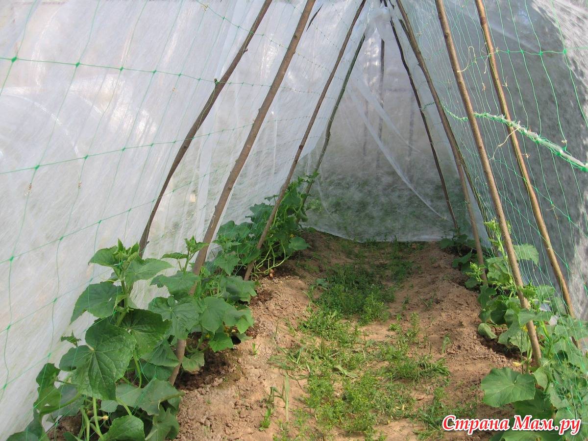 Как посадить и выращивать огурцы в открытом грунте под пленку