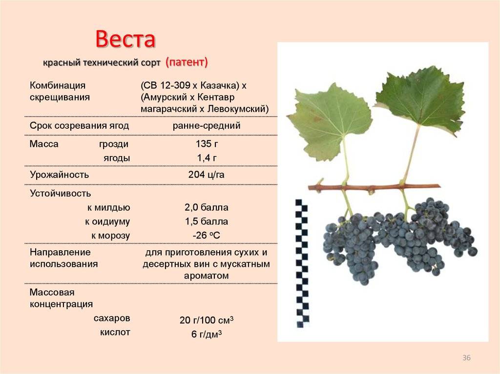 Виноград амурский – его культурные формы и гибриды
