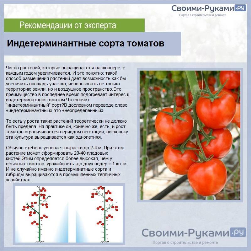 Как выращивать томаты в открытом грунте: правила и рекомендации